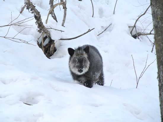 【ピッキオ】ニホンカモシカ