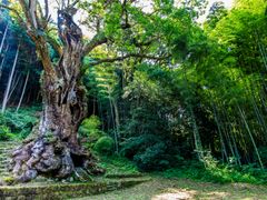 pixta_55059338_M 武雄の大楠