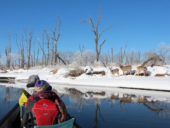 釧路湿原カヌー　国立公園＆ラムサール条約登録湿地「釧路湿原」で通年楽しむプライベートカヌープランアレキナイ川往復コース ＜塘路駅発着＞by ヒーリングカヌー釧路