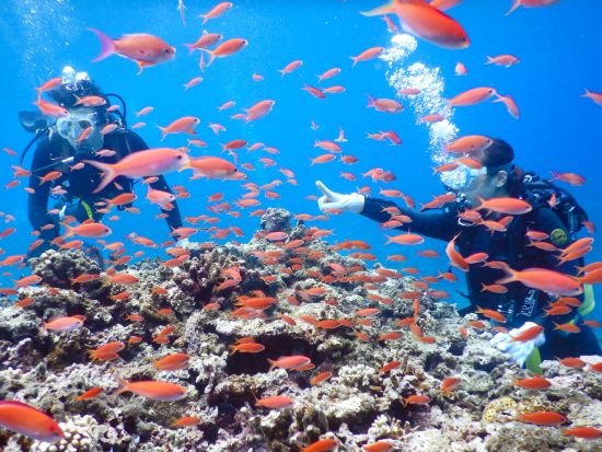 体験ダイビング 川平湾の綺麗な海で癒されよう！撮影データ無料プレゼント！＜少人数制／シャワー利用可／送迎可／石垣島＞by Fun Sea 石垣島