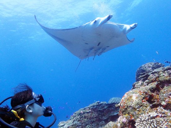 ファンダイビング 石垣島の海を少人数制で思い思いに楽しもう＜シャワー利用可／送迎可／石垣島＞by Fun Sea石垣島