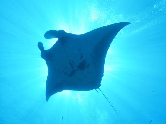 体験ダイビング 川平湾の綺麗な海で癒されよう！撮影データ無料プレゼント！＜少人数制／シャワー利用可／送迎可／石垣島＞by Fun Sea 石垣島