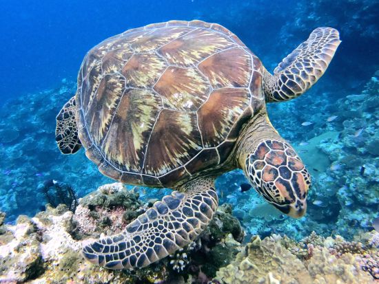 ファンダイビング 石垣島の海を少人数制で思い思いに楽しもう＜シャワー利用可／送迎可／石垣島＞by Fun Sea石垣島