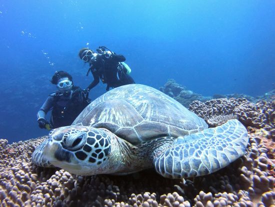 体験ダイビング 川平湾の綺麗な海で癒されよう！撮影データ無料プレゼント！＜少人数制／シャワー利用可／送迎可／石垣島＞by Fun Sea 石垣島