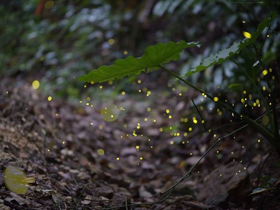 Japan_Okinawa_Iriomote Island_yaeyamabotaru_pixta_64582644_M