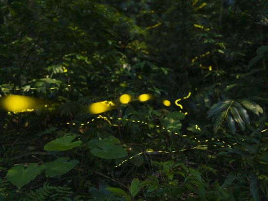 【2～4月限定】ヤエヤマボタル観賞ナイトツアー　限られた季節と時間にしか発光しないホタルの幻想的な世界を堪能＜上原地区ホテル無料送迎／西表島＞