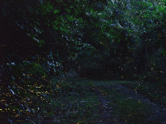 【2～4月限定】ヤエヤマボタル観賞ナイトツアー　限られた季節と時間にしか発光しないホタルの幻想的な世界を堪能＜上原地区ホテル無料送迎／西表島＞