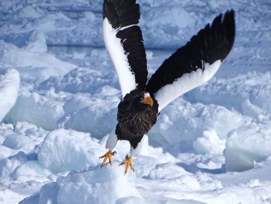 知床 流氷＆バードウォッチングクルーズ　世界遺産知床で生きる天然記念物オオワシやアザラシ、流氷に感動！前日20時までリクエスト予約受付＜2月～3月／羅臼港発＞