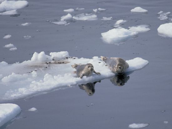 知床 流氷＆バードウォッチングクルーズ　世界遺産知床で生きる天然記念物オオワシやアザラシ、流氷に感動！前日20時までリクエスト予約受付＜2月～3月／羅臼港発＞