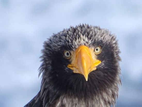 知床 流氷＆バードウォッチングクルーズ　世界遺産知床で生きる天然記念物オオワシやアザラシ、流氷に感動！前日20時までリクエスト予約受付＜2月～3月／羅臼港発＞