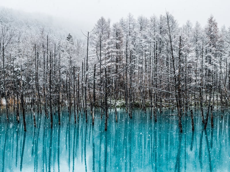 Japan_Hokkaido_Biei_Blue Pond_shutterstock_341973710