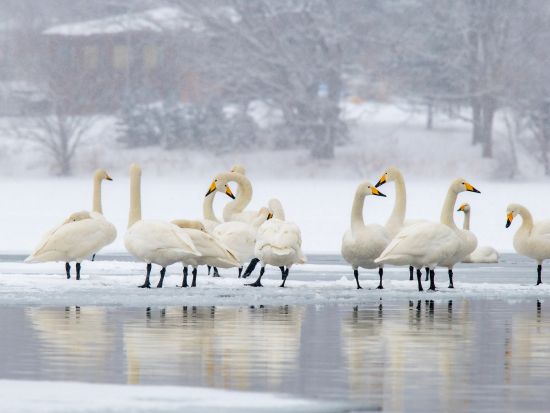 釧路市内発 日帰りバスツアー「ピリカ号&ホワイトピリカ号」釧路湿原・阿寒湖・摩周湖・屈斜路湖めぐり！阿寒摩周国立公園を1日で周遊＜阿寒湖・釧路空港下車可＞