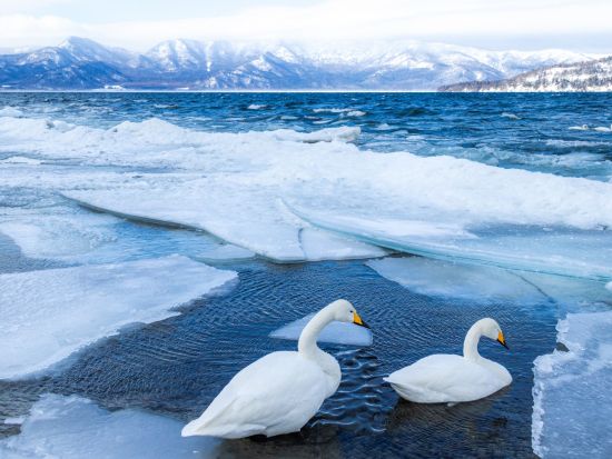 釧路市内発 日帰りバスツアー「ピリカ号&ホワイトピリカ号」釧路湿原・阿寒湖・摩周湖・屈斜路湖めぐり！阿寒摩周国立公園を1日で周遊＜阿寒湖・釧路空港下車可＞