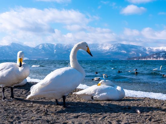 pixta_74441364_M (1)