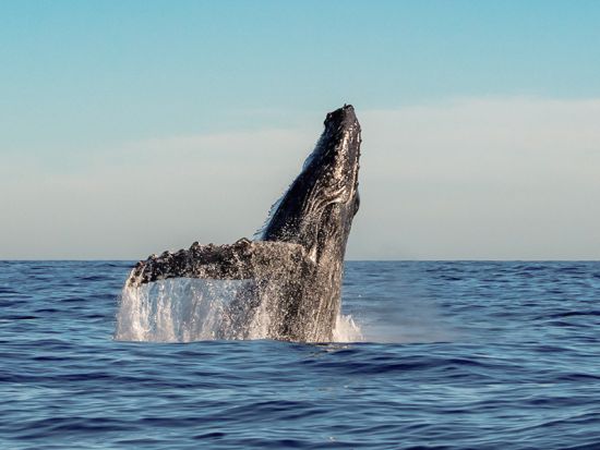 ホエールウォッチングクルーズ　クジラを探してコナの美しい海岸線をクルージング！ソフトドリンク付き ＜12～3月／午前・午後／英語ガイド＞