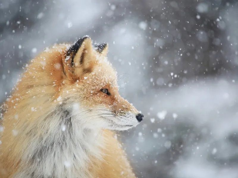 動物ウォッチング 北海道の観光 遊び 体験 レジャー専門予約サイト Veltra ベルトラ