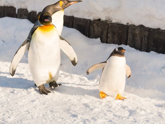 Japan_Hokkaido_Asahikawa_Asahiyama Zoo_Penguins_shutterstock_435309004