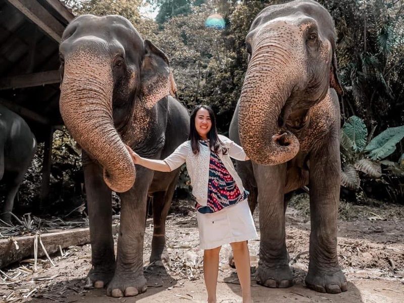 カオラック発】エレファントキャンプで象とふれあい体験（約2時間