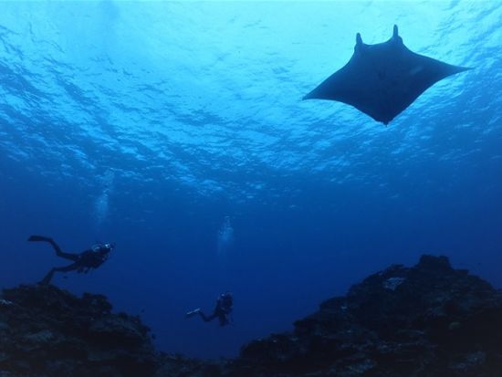 ファンダイビング　透明度の高い八重山の海でダイビング三昧！幻の島またはパナリ（新城島）への上陸あり＜ボート／2～3ダイブ／石垣市内無料送迎可＞