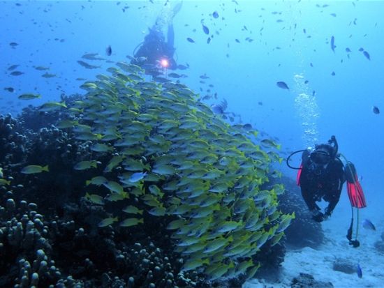 ファンダイビング　透明度の高い八重山の海でダイビング三昧！幻の島またはパナリ（新城島）への上陸あり＜ボート／2～3ダイブ／石垣市内無料送迎可＞
