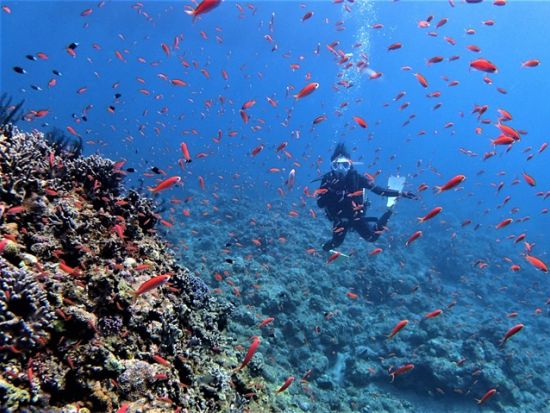 ファンダイビング　透明度の高い八重山の海でダイビング三昧！幻の島またはパナリ（新城島）への上陸あり＜ボート／2～3ダイブ／石垣市内無料送迎可＞