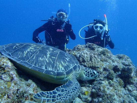 ファンダイビング　透明度の高い八重山の海でダイビング三昧！幻の島またはパナリ（新城島）への上陸あり＜ボート／2～3ダイブ／石垣市内無料送迎可＞