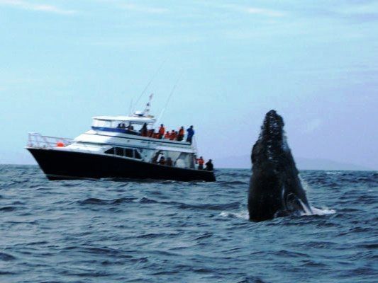 クジラ（ホエールウォッチング・ホエールスイム） | 沖縄 旅行の観光