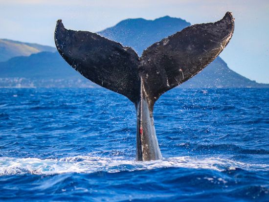 ホエールウォッチ　ハワイの伝統文化に触れるセレモニー「エ・ホ・マイ」やミニフラダンス鑑賞　軽食付き＜ワイキキ送迎可／12/1～3/31＞