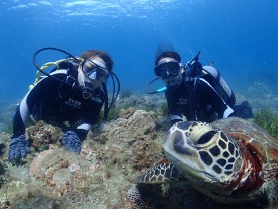 縄文杉トレッキング＋体験ダイビング　ウミガメポイントへ行くプランもご用意！＜2日間／ビーチ／1ダイブ＞byエバーブルー屋久島