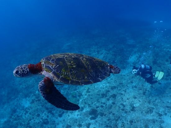 ウミガメ体験ダイビング半日ツアー　自然豊かな世界自然遺産の島の海中散歩　3パターンから選べるプラン　 byエバーブルー屋久島