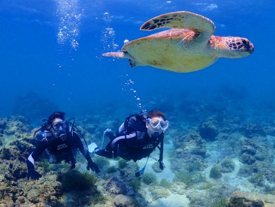 縄文杉トレッキング＋体験ダイビング　ウミガメポイントへ行くプランもご用意！＜2日間／ビーチ／1ダイブ＞byエバーブルー屋久島