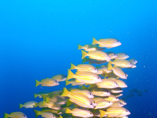 白谷雲水峡（苔むす森まで）トレッキング＋シュノーケリング☆山から海まで1日で満喫　オプションで太鼓岩までトレッキング可能！byエバーブルー屋久島