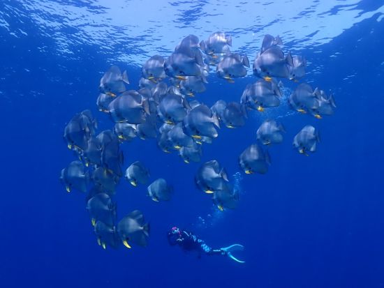 白谷雲水峡（苔むす森まで）トレッキング＋シュノーケリング☆山から海まで1日で満喫　オプションで太鼓岩までトレッキング可能！byエバーブルー屋久島