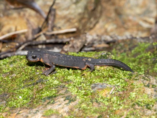 電気自動車で行く野生に一番近づける、静寂のナイトツアー｜アマミノクロウサギと未体験の夜の冒険！1名参加可 by 奄美バギーアンドナイトウォッチングガイドサービス