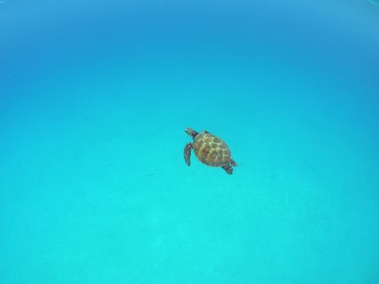 ウミガメスノーケリングツアー☆到着日・最終日にお手軽アクティビティー6歳から参加OK・お一人様参加可能　シャワー更衣室有！快適解散可能！by エバーブルー屋久島