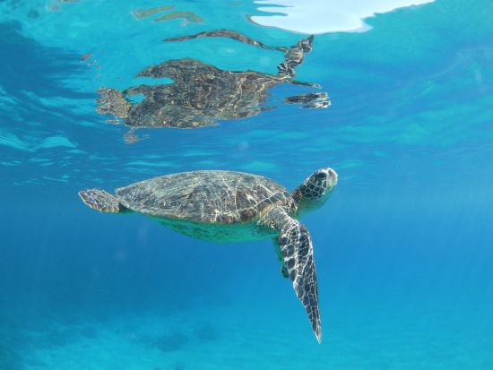 ウミガメスノーケリングツアー☆到着日・最終日にお手軽アクティビティー6歳から参加OK・お一人様参加可能　シャワー更衣室有！快適解散可能！by エバーブルー屋久島