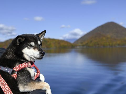 【愛犬連れOK】洞爺湖カヌーツーリング まるで湖の上に立っているような写真が取れるかも！＜4～10月／早朝／日中／夕方／洞爺湖湖畔発着＞by洞爺ガイドセンター