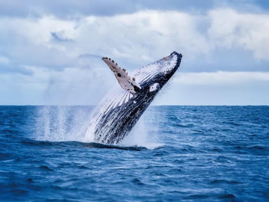 クジラ ホエールウォッチ ハワイの観光 オプショナルツアー専門 Veltra ベルトラ