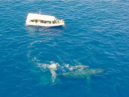 ホエールウォッチングツアー　高速ボートでコナの海岸線も鑑賞！午後発で朝が苦手な方も安心　日本語クルー乗船日あり＜12～3月／英語ガイド＞
