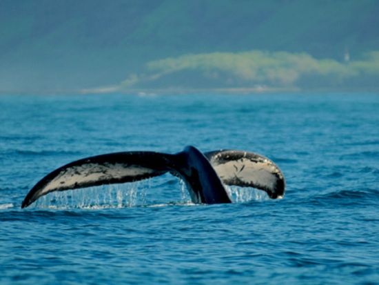 ホエールウォッチングツアー　高速ボートでコナの海岸線も鑑賞！午後発で朝が苦手な方も安心　日本語クルー乗船日あり＜12～3月／英語ガイド＞
