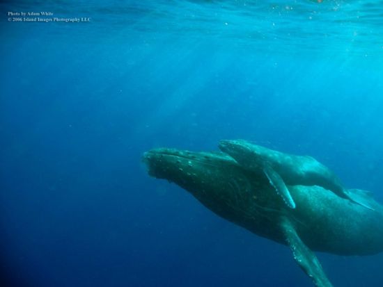 ホエールウォッチングツアー　高速ボートでコナの海岸線も鑑賞！午後発で朝が苦手な方も安心　日本語クルー乗船日あり＜12～3月／英語ガイド＞