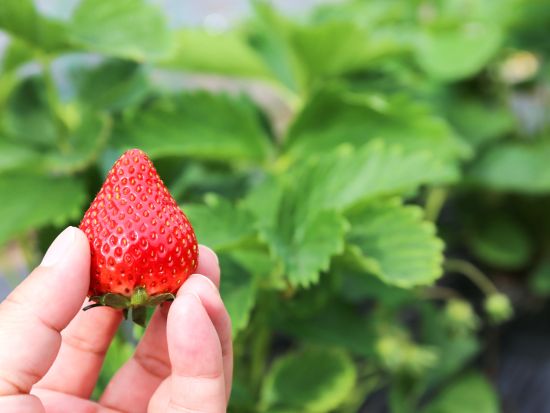 日帰りバスツアー 河津桜鑑賞で春を先取り！伊豆の甘ーいいちごを最大40分食べ放題♪ 桜えび＆しらす弁当付＜2～3月／横浜駅発＞