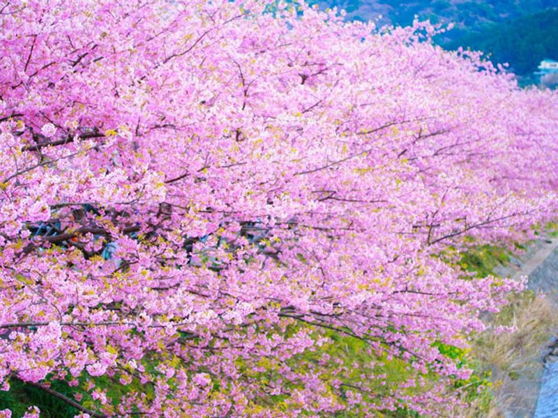 kawazu-sakura_003
