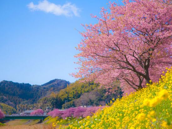 日帰りバスツアー 河津桜鑑賞で春を先取り！伊豆の甘ーいいちごを最大40分食べ放題♪ 桜えび＆しらす弁当付＜2～3月／横浜駅発＞