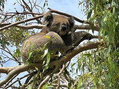 Wild_Koala_1