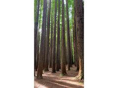 California_Redwoods
