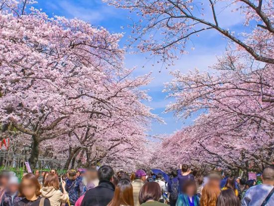 【3/20～4/5限定】2階建てオープンバス 都内の桜の名所を巡る！千鳥ヶ淵＋隅田川＋上野公園＋靖国神社など 浅草下車プラン有＜東京駅発日本橋or浅草着＞