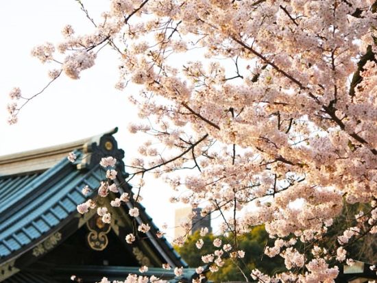 【3/20～4/5限定】2階建てオープンバス 都内の桜の名所を巡る！千鳥ヶ淵＋隅田川＋上野公園＋靖国神社など 浅草下車プラン有＜東京駅発日本橋or浅草着＞