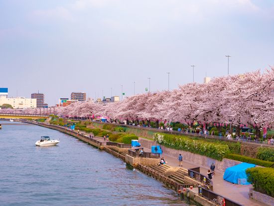 Cherry Blossom_shutterstock_1225193779