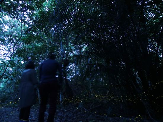 星空鑑賞＋ナイトツアー　ガイドが季節に合わせたベストスポットへご案内！画像データプレゼント付き＜大原港周辺ホテル無料送迎／西表島＞